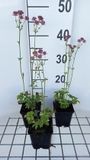 GRDplanten Groendecor Tuinarchitectuur 6x Zeeuws knoopje - Astrantia maj. 'Roma' | 9x9 cm pot
