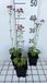 GRDplanten Groendecor Tuinarchitectuur 6x Zeeuws knoopje - Astrantia maj. 'Roma' | 9x9 cm pot