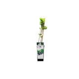 Arborix Aronia Prunifolia 'Viking' - Grootvruchtige Appelbes 40 - 60 cm in pot