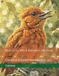Bird Cross Stitch Pattern Collection: Chestnut-Colored Woodpecker