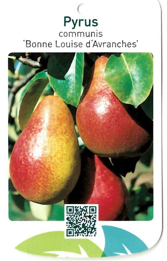 Warentuin natuurlijk Oosterik home - Pyrus Communis Bonne Louise d Avranches
