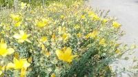 GRDplanten Groendecor Tuinarchitectuur 6x Herfsthooi - Hypericum olymp. 'Citrinum' | 9x9 cm pot
