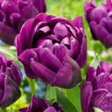 Green boutiQ - 24x Tulipa Double Lilac