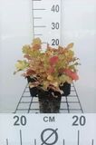 GRDplanten Groendecor Tuinarchitectuur 6x Purperklokje - Heuchera hybr. 'Marmalade' | 9x9 cm pot