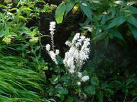 GRDplanten Groendecor Tuinarchitectuur 6x Perzische muts, Schuimbloem - Tiarella wherryi | 9x9 cm pot