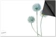 Dietrix Inductie beschermer 76x51,5 cm - Botanical - Allium Bollen plant