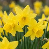 Green boutiQ - 30x Narcissus February Gold - Geel