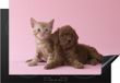 Merkloos KitchenYeah® Inductie beschermer 77x51 cm - Kat - Hond - Roze
