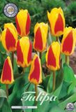 Dutch Flower Lady Stresa Kaufmannia Tulpenbollen 10 stuks Bolmaat 12+