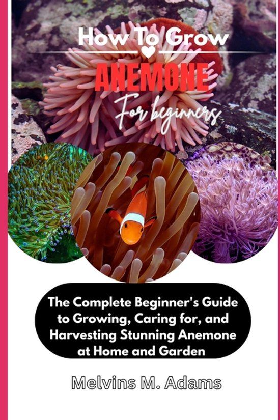 How Libri GmbH How to Grow Anemone Flower for Beginners