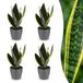 boutiQ Sansevieria Future Superb Vrouwentong - 4 Planten - Pot 12cm - 35cm Hoog