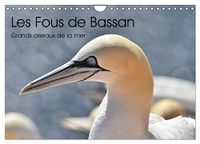 Fous Calvendo Fous de Bassan - Grands oiseaux marins (Calendrier mural 2027 DIN A4 vertical), CALVENDO calendrier mensuel