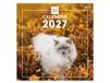 Finocam International Wall Calendar 2027 | Cats Images | Monthly calendar. Planning, Organisation, Time Management & Productivity