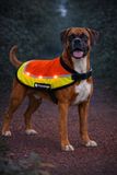 Flamingo Hondenjas – Regenjas hond – Veiligheidsvest Simi Fluo oranje L