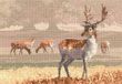 Cerf Park Cerf Park, 28 count Evenweave borduurset kruissteek