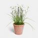 LOBERON Decoratieve potplant Harmoise wit/groen/geel