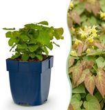 Green boutiQ - Vasteplant - Epimedium perralch. Frohnleiten - Elfenbloem - Schaduw - Geel - 12 Planten - Pot 11cm - Hoogte 15-25cm