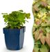 Green boutiQ - Vasteplant - Epimedium perralch. Frohnleiten - Elfenbloem - Schaduw - Geel - 12 Planten - Pot 11cm - Hoogte 15-25cm
