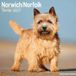 Avonside Norwich en Norfolk Terrier Kalender 2027