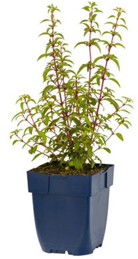 Griffioen - Fuchsia 'Riccartonii'
