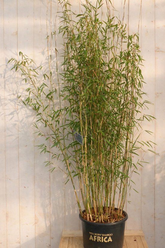 Warentuin natuurlijk Bamboe Fargesia Green Lion 150 cm