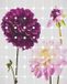 Komar Fotobehang - Flowers and Dots 200x250cm - Vliesbehang