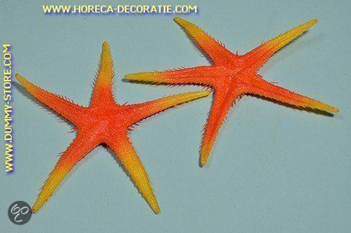 Horeca-decoratie.com Zeester 2 stuks - Ø 250 mm