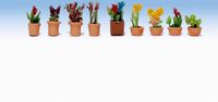 Noch Sierplanten In Bloempotten