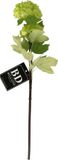 Bellatio Design Kunstbloem Viburnum / sneeuwbal Roseum - 50 cm - groen - losse steel - kunst zijdebloemen