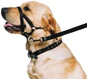 Ancol Weerbestendige Nylon Zwarte Training Halter Hoofdkraag Dierlijke Huisdier Training Accessoire, Medium