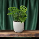 Hello Plants Monstera Monkey Leaf Gatenplant - Ø 12 cm - Hoogte: 30 cm - Kamerplant
