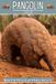 Pangolin for Kids: Beautiful Pictures with Amazing Facts