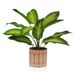 Versa Decoratieve plant