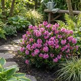 Bloomique - Set van 2 Rhododendron Bloombux Magenta - Dwerg Rhododendron - Winterhard - Wintergroen - 30 cm - Pot 17 cm