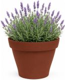 EDA Romeo Bloempot / plantenpot - kunststof - terracotta - D40 x H31 cm - binnen en buiten