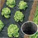 WERKA PRO Moestuin mulchen doorboorde film