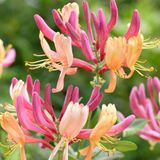 Arborix Lonicera Heckrotti 'American Beauty' - Kamperfoelie 50-60 cm in pot