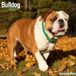 Bulldog Wall