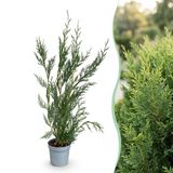 Green boutiQ - 40x Cupressocyparis leylandii 2011 - Leylandii - Haagplanten - Groenblijvend - Groen - Pot 9cm - Hoogte 30-40cm