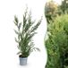Green boutiQ - 40x Cupressocyparis leylandii 2011 - Leylandii - Haagplanten - Groenblijvend - Groen - Pot 9cm - Hoogte 30-40cm