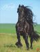 Pferde Classics Poster Calendar 2027