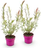 Green boutiQ - 2x Salix Flamingo - Flamingo-wilg - Bont Roze - Boom - Ø17cm - 40-50cm