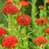 Arborix Bol 6 x Lychnis Chalcedonica - Brandende Liefde Pot 9x9 cm - Felrode Bloemen