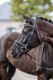 Lemieux Hoofdstel Lemieux Work Zwart Cob Leer Trens