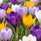 Green boutiQ - 240x Crocus Large Flowering Mix - Grootbloemige krokus mix - Diversen - Voorjaarsbloeier - Bolmaat 7/8