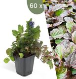 Plants by Frank | 60 Kruipend zenegroen planten | Ajuga reptans | bodembedekkers Winterhard | Winterharde planten voor de tuin | Winterharde vaste planten | Winterharde tuinplanten