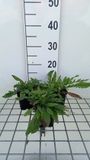 GRDplanten Groendecor Tuinarchitectuur 6x Breemdkroon - Knautia mac. 'Red Knight' | 9x9 cm pot