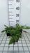 GRDplanten Groendecor Tuinarchitectuur 6x Breemdkroon - Knautia mac. 'Red Knight' | 9x9 cm pot