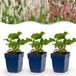 Green boutiQ - Persicaria Tricolour - 12 Vasteplanten - Rood/Roze/Wit - Half-schaduw - Pot 11cm