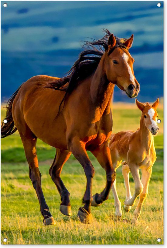 GreatGardenPosters Tuinposter Paarden - 80x120 cm - Tuindoek voor buiten